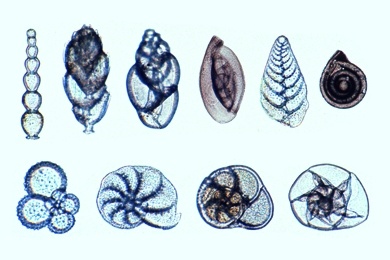Mikropräparat - Foraminiferen, Schalentierchen