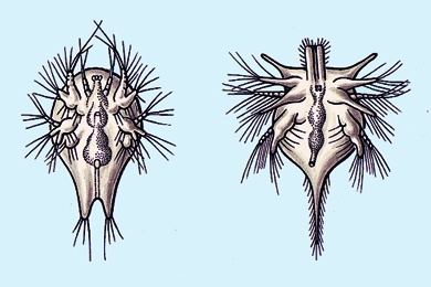 Mikropräparat - Zoea-Larven decapoder Krebse