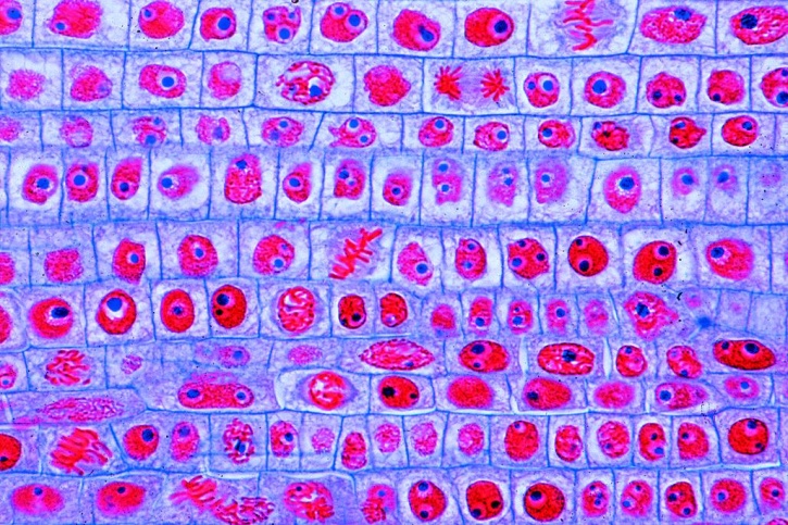 Mikropräparat - Zellteilungen (Mitosen), Wurzelspitzen der Küchenzwiebel (Allium cepa), längs