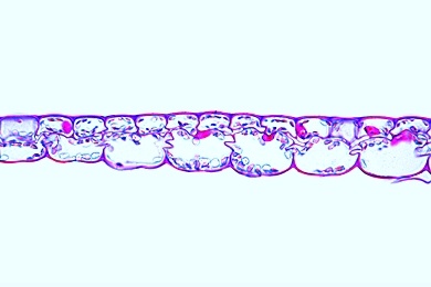 Mikropräparat - Blatt der Wasserpest (Elodea), Hydrophytenblatt quer. Blattspreite reduziert auf obere und untere Epidermis