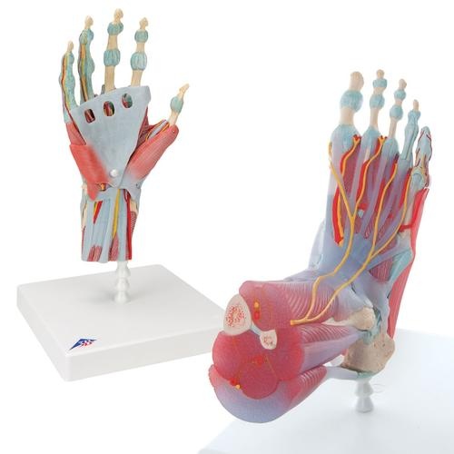 Anatomie Set Hand und Fuß