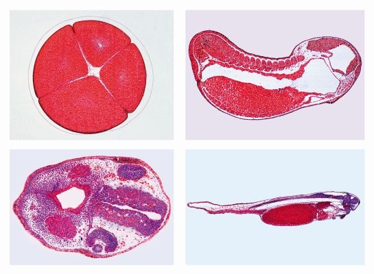 Mikropräparate in Serie - Entwicklung des Froschembryos (Rana sp.)  10 Präparate mit Begleittext