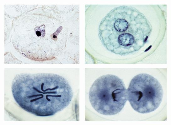 Mikropräparate in Serie - Eireifung und Befruchtung beim Pferdespulwurm (Ascaris megalocephala) - 10 Präparate mit Begleittext