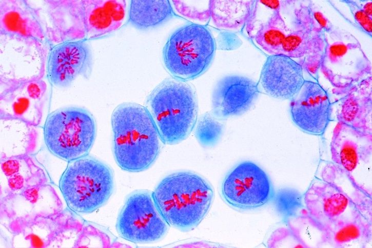 Mikropräparate in Serie - Reifungsteilungen in den Pollenmutterzellen der Lilie (Lilium candidum) zur Fortpflanzung und Vererbung, 12 Präparate