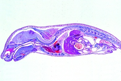 Mikropräparat - Embryo vom Schwein, 20 - 25 mm, Sagittalschnitt