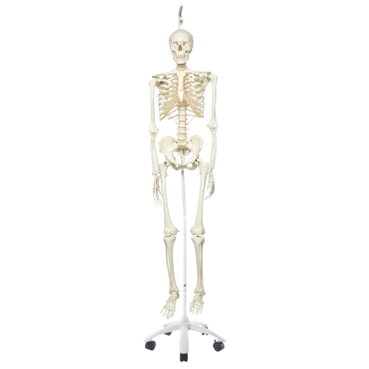 Standard-Skelett Stan auf Metallhängestativ mit Rollen
