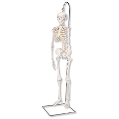 Mini Skelett Shorty, mit 3-teiligem Schädel, auf Hängestativ