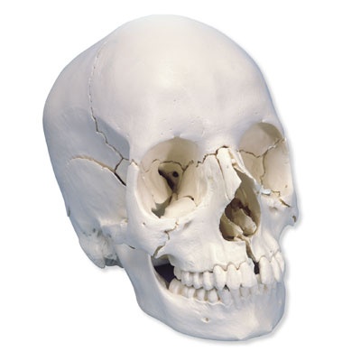 3B Scientific® Steckschädel Modell, in 22 Knochen zerlegbar
