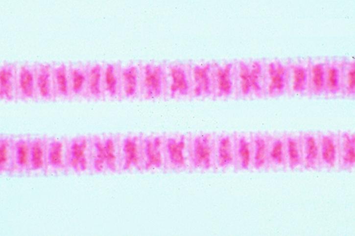 Mikropräparat - Oscillatoria, fadenförmige Blaualge, total