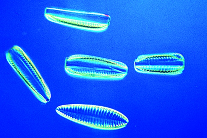 Mikropräparat - Diatomeen, marin rezent. Streupräparat