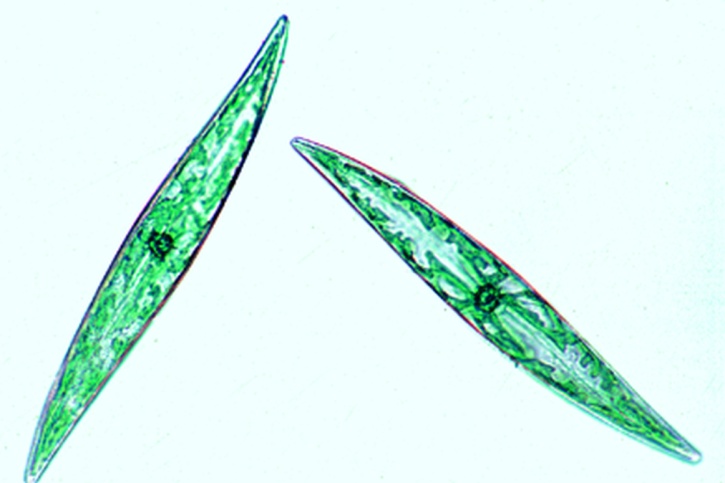 Mikropräparat - Diatomeen, Färbung der Chromatophoren, Streupräparat