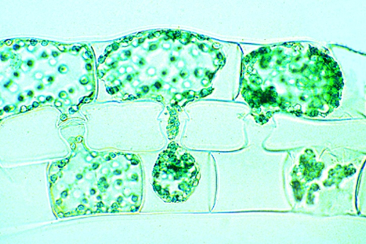 Mikropräparat - Spirogyra, in Konjugation