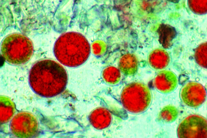 Haematococcus. Blutregenalge