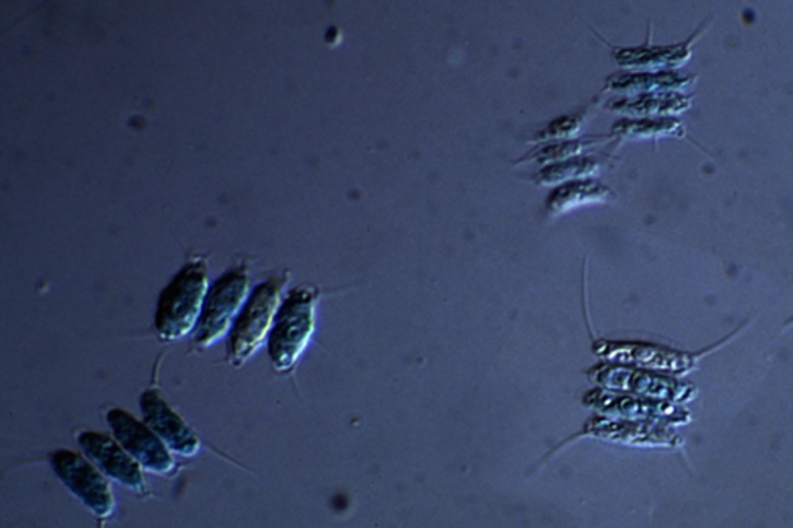 Mikropräparat - Scenedesmus, reihenförmige Zellverbände