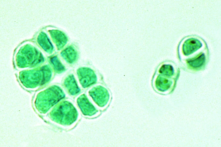 Mikropräparat - Pleurococcus, Grünalgen auf Baumrinden