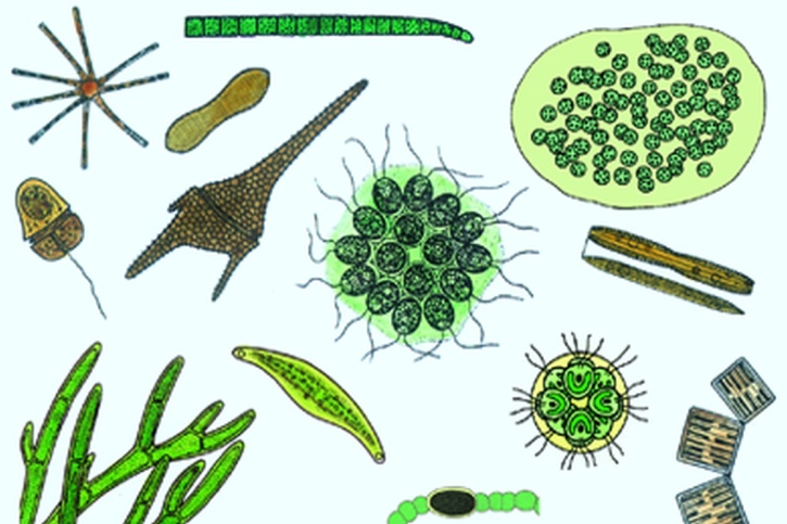 Mikropräparat - Gemischte Grünalgen, viele verschiedene Formen