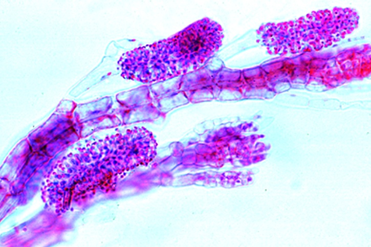 Mikropräparat - Polysiphonia oder Rhodomela, marine Rotalge, Antheridien