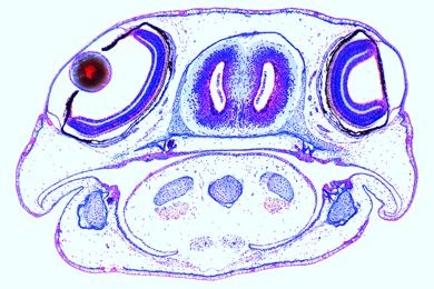 Mikropräparat - Salamander-Larve, Kopf und Augen, quer