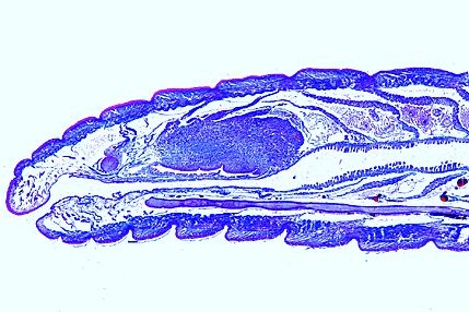 Mikropräparat - Lumbricus, 1. - 9. Segment sagittal. Mund- und Oesophagusregion
