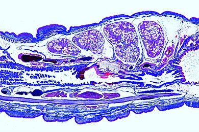 Mikropräparat - Lumbricus, 9. - 16. Segment sagittal. Geschlechtsregion mit Samenblasen, Samentrichtern etc.