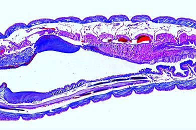 Mikropräparat - Lumbricus, 16. - 23. Segment sagittal. Kropf und Muskelmagen