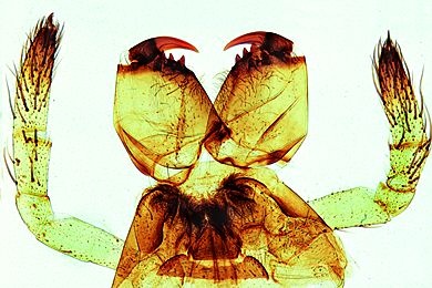 Mikropräparat - Spinne, Mundwerkzeuge des Weibchens, total