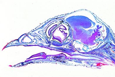 Mikropräparat - Kopf eines jungen Vogels, sagittal längs