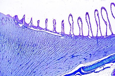 Mikropräparat - Gallus, Retina und Pecten, quer