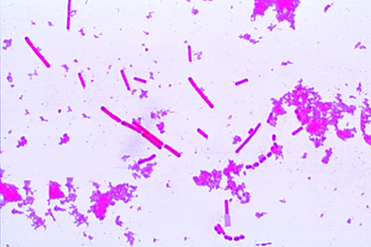Mikropräparat - Lactobacillus bulgaricus (Thermobacterium). Yoghurt-Bakterien