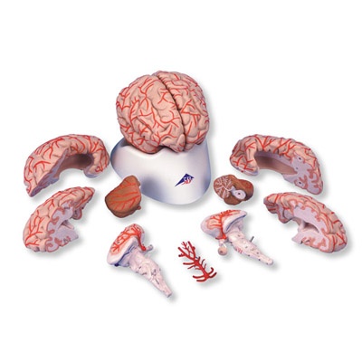Gehirn mit Arterien, 9-teilig
