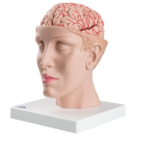 Gehirn mit Arterien auf Kopfbasis, 8-teilig