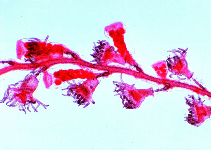 Mikropräparat - Obelia (Laomedea), Polypenstock total, Nährpolypen und Geschlechtspolypen
