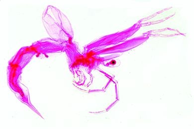 Mikropräparat - Leptodora, räuberische Cladocere
