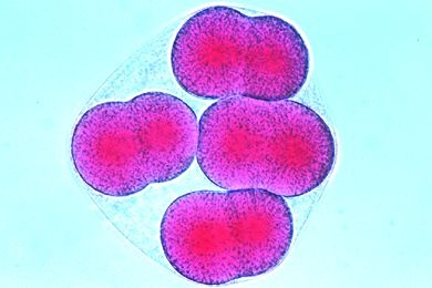 Mikropräparat - Psammechinus, Acht-Zellen-Stadium