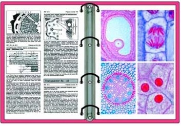 Transparentemappe Zellen und Gewebe im Elektronenmikroskop