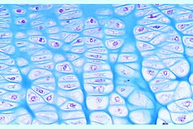 Mikropräparat - Hyaliner Knorpel vom menschlichen Foetus, quer
