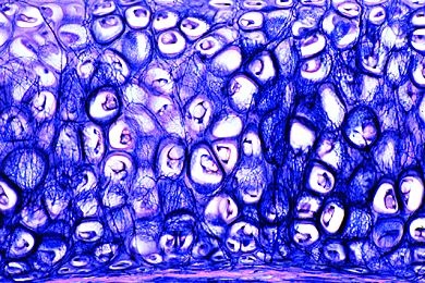 Mikropräparat - Elastischer Knorpel, Ohr vom menschlichen Foetus, quer