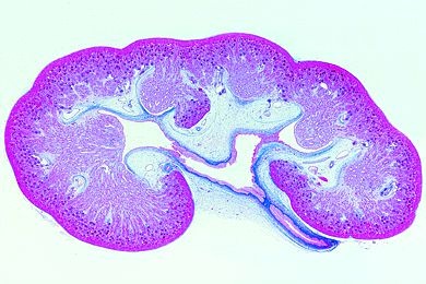 Mikropräparat - Niere vom Foetus, quer, kompletter Querschnitt