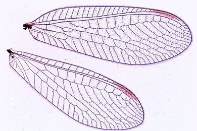 Mikropräparat - Chrysopa, Florfliege, Flügel eines Netzflüglers *