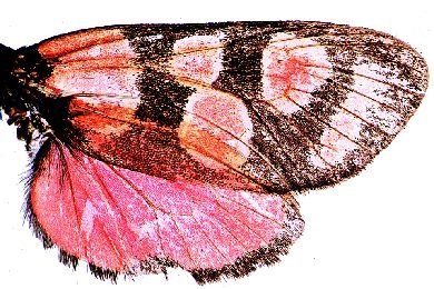 Mikropräparat - Schmetterling, brasilianische Art (Morpho sp)., Flügel mit Schuppen, opak total
