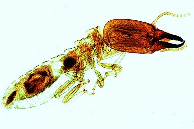 Mikropräparat - Isoptera, Termite, Soldat total *