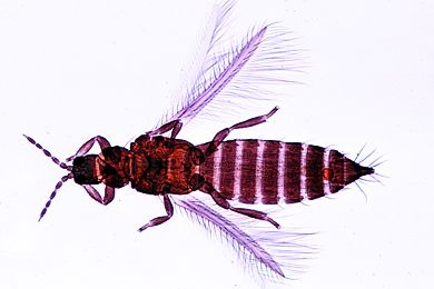 Mikropräparat - Thysanoptera (Thrips), Blasenfuß, total