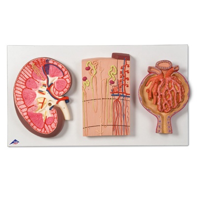 Nierenschnitt, Nephron, Blutgefäße und Nierenkörperchen