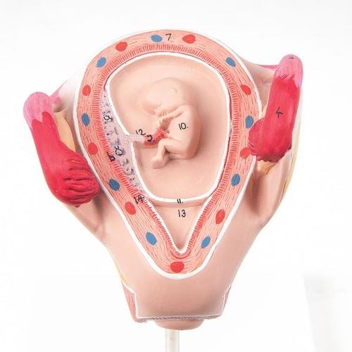 Embryo Modell, 2. Monat