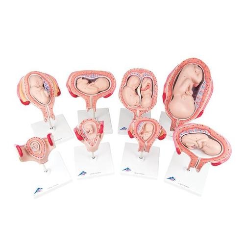 Schwangerschafts - Serie, 8 Modelle