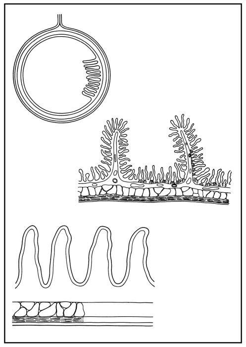 Skizzenblätter Biologie des Menschen,Teil II Stoffwechsel, Lehrerexemplar
