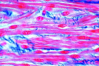 Mikropräparat - Glatte Muskeln vom Säugetier, längs