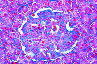 Mikropräparat - Pankreas vom Schwein, Darstellung der Zelltypen in den Langerhansschen Inseln