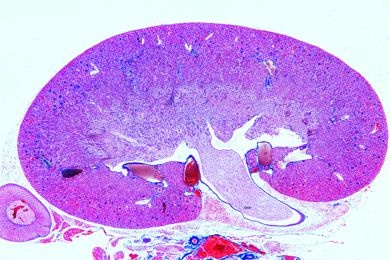 Mikropräparat - Niere der Maus, ganzes Organ sagittal längs, mit Rinde, Mark und Nierenbecken
