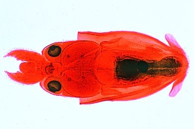 Mikropräparat - Alloteuthis spec., Tintenfisch, junges Tier total
